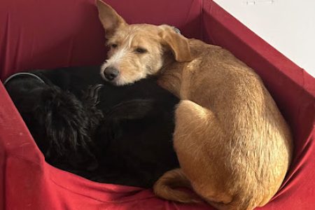 Guardería Pet Barcelona