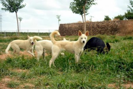 Residencia Canina de Pichera