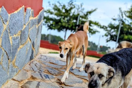 Residencia Canina ecoCan