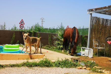 Residencia canina Valencia CENCAVAL